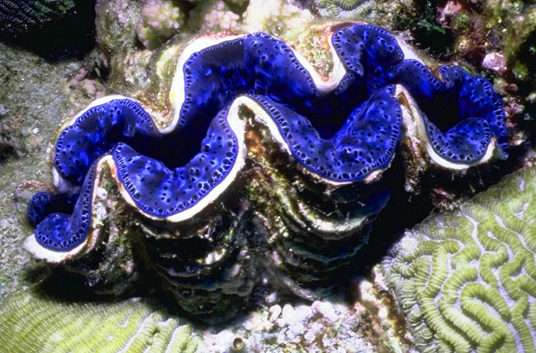 giant clam poaching