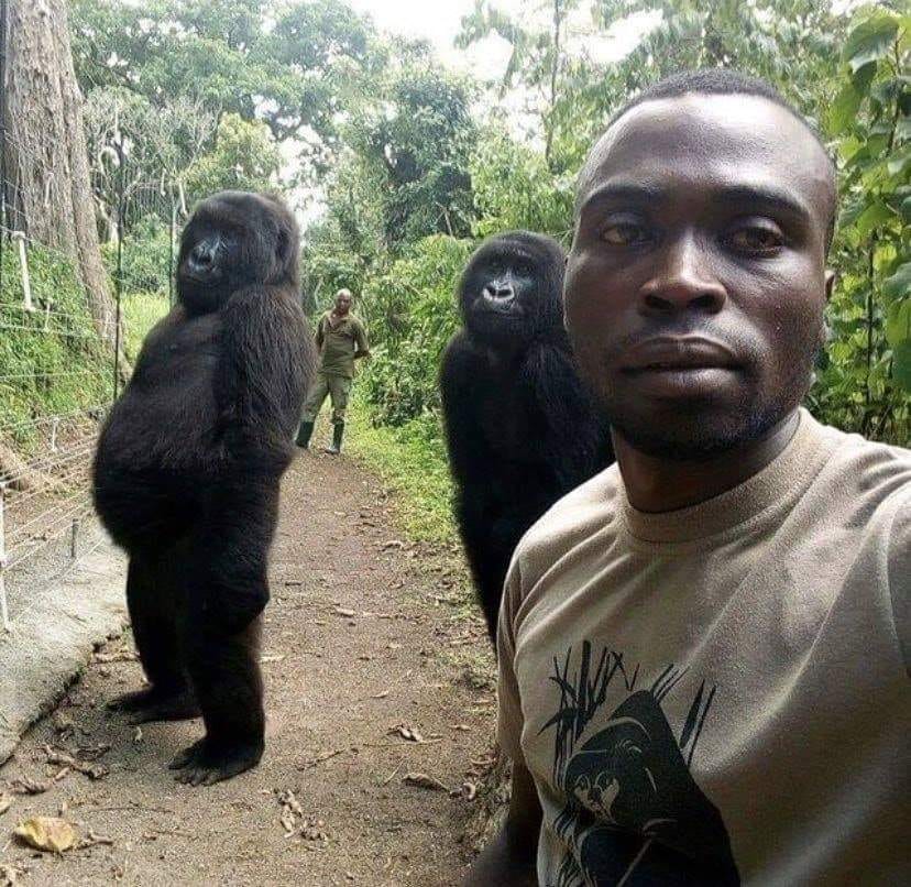 Gorillas perfect their selfie style in photo with park ranger