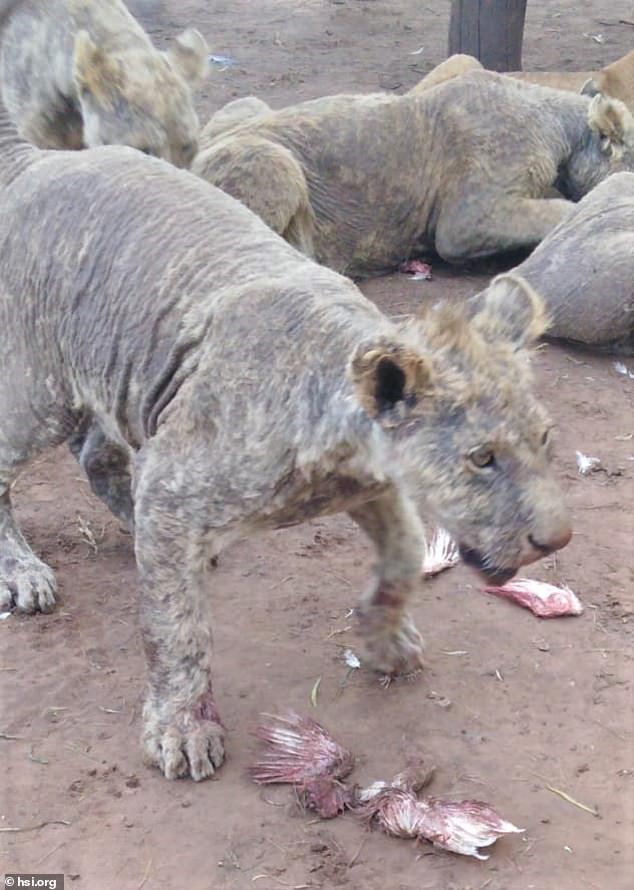 Lion Farms in South Africa: Shocking Photos Reveal Horrifying Conditions