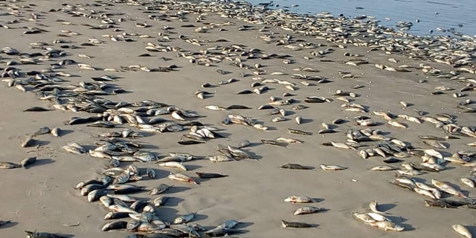 Gambia millions of dead fish