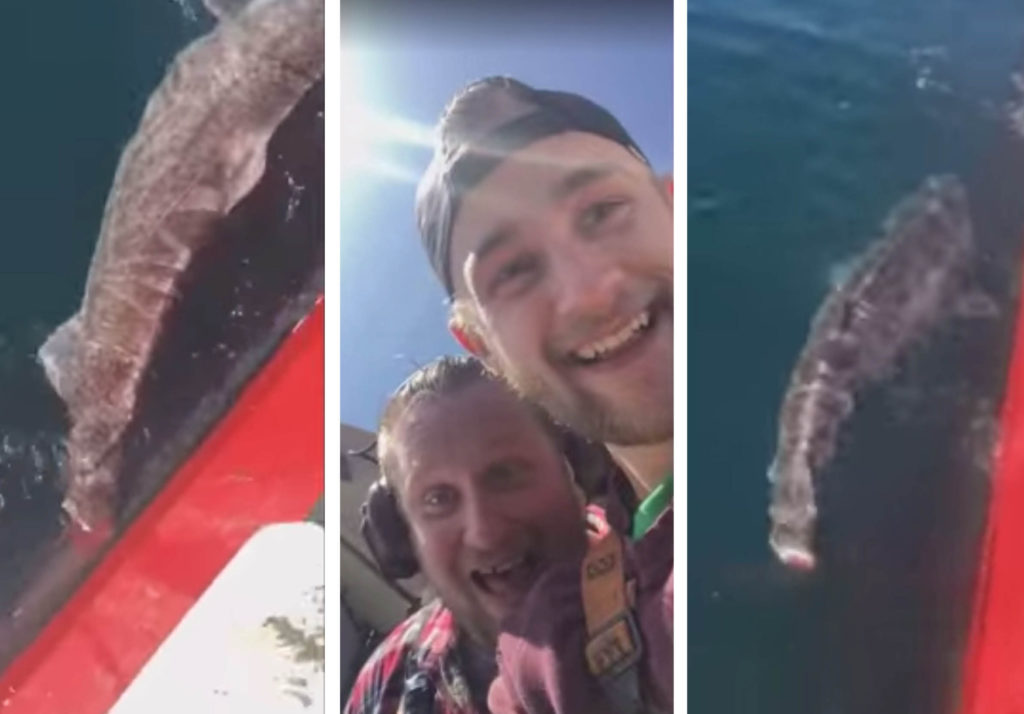 VIDEO: Men Cut Off Shark’s Tail And Release It, Now Face Possible Criminal Charges