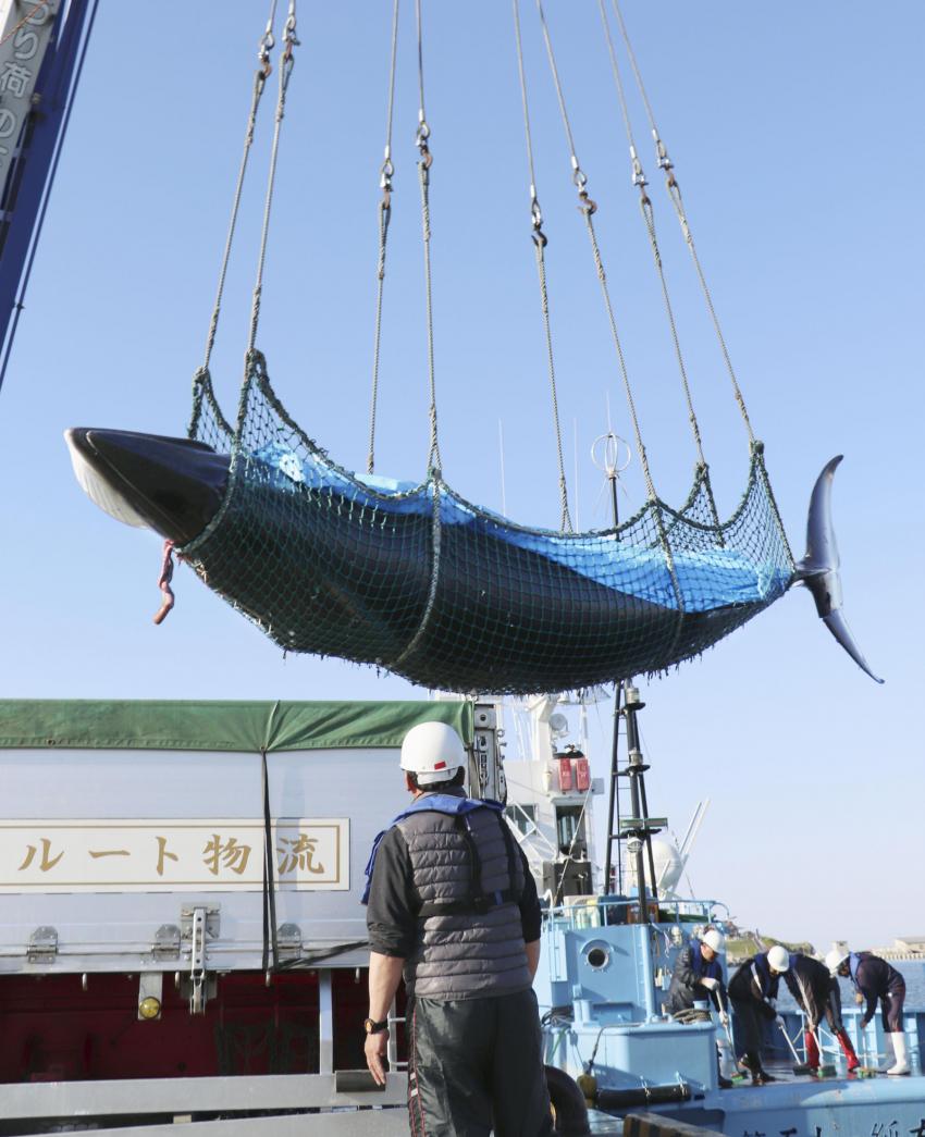 Japan Begins Last Round of ?Researchÿ Whaling Off Pacific Coast