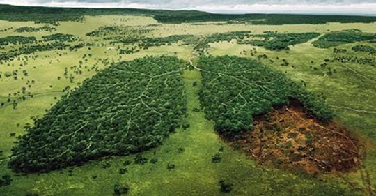 Norway Becomes World’s First Country to Ban Deforestation