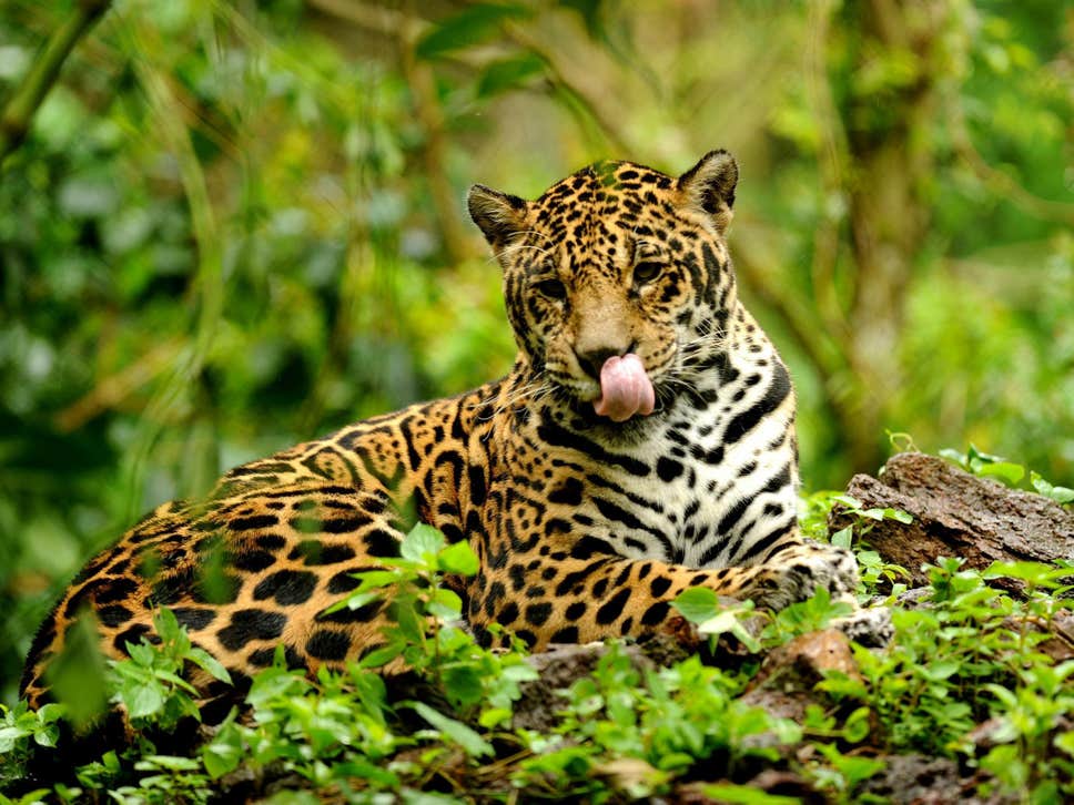 brazil allows jaguar hunting