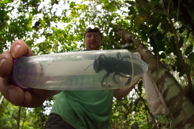 Largest Bee On Earth Found Alive For First Time In 38 Years