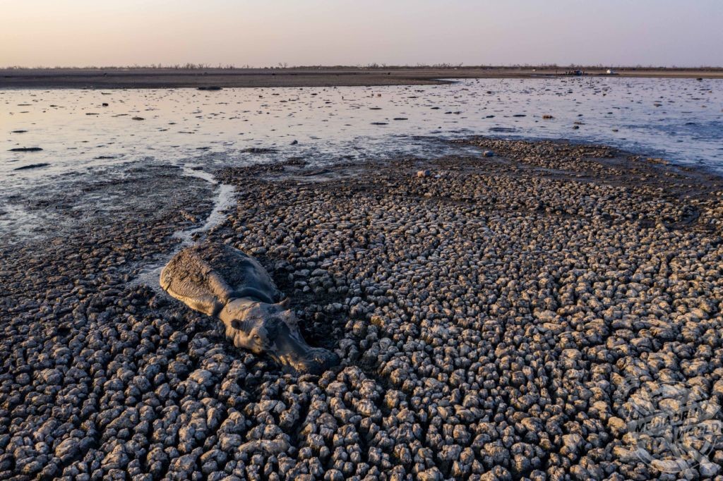 Botswana Drought: Herds of Hippo’s Die as Lake Ngami Dries up