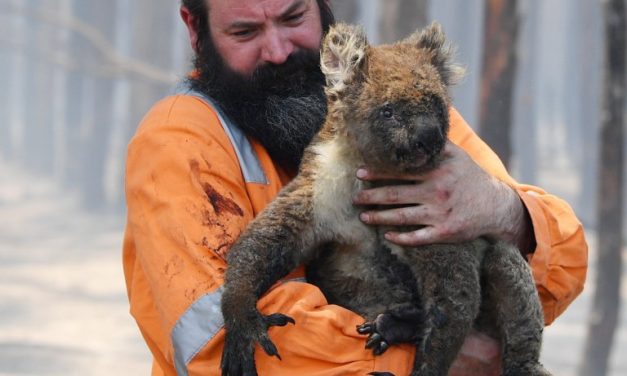 Over One Billion Animals Died in Australia’s Bushfires