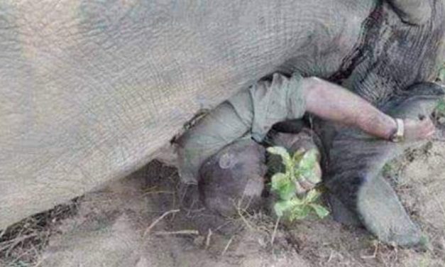 Hunter Theunis Botha Crushed To Death by Huge Elephant After He Shot it