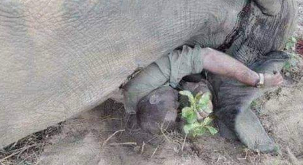 elephant hunter gets crushed by elephant