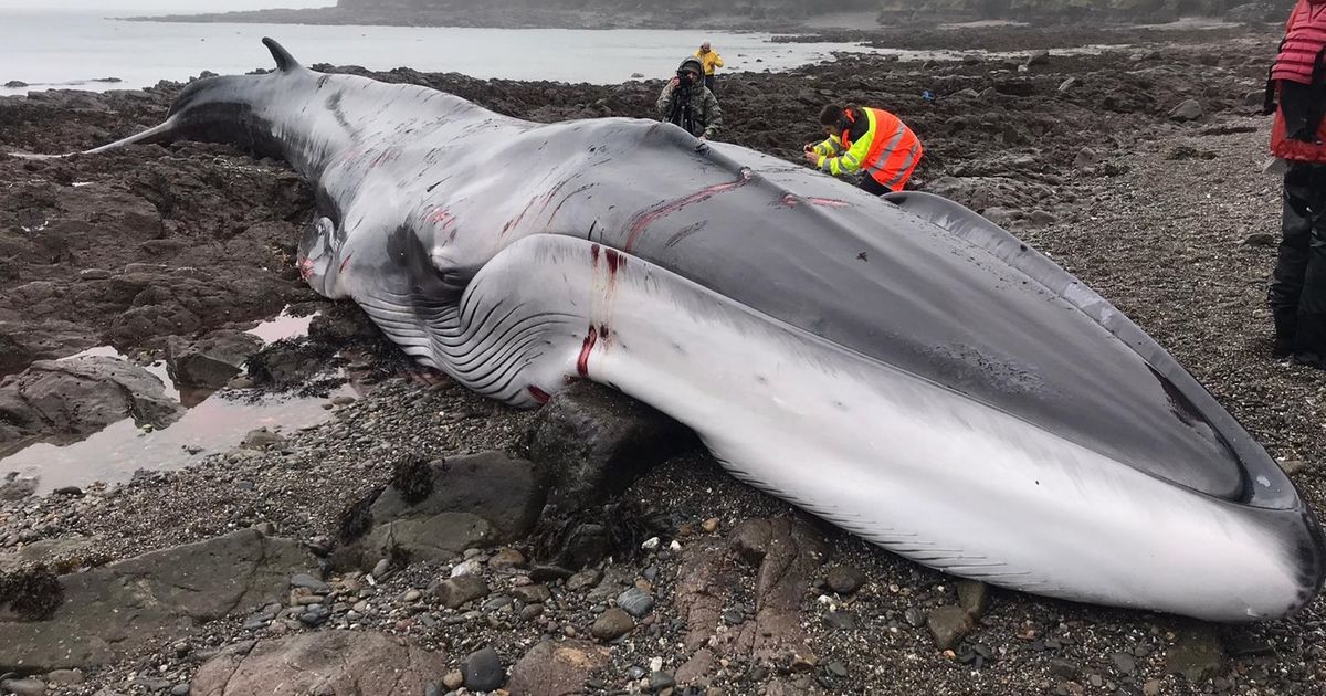 VIDEO: Huge fin whale beaches on the Lizard in Cornwall