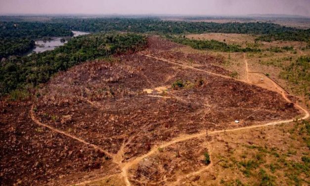 Amazon Deforestation for January Hits Record