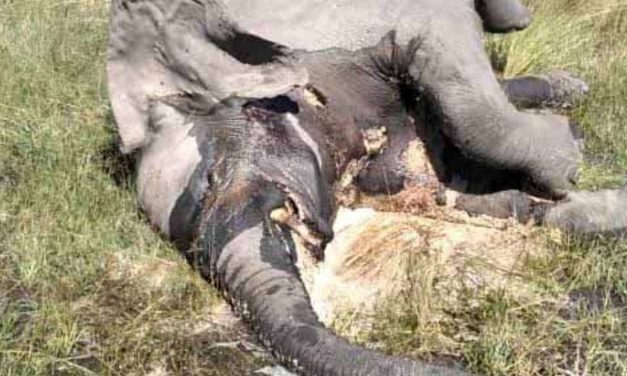Botswana: Mass Elephant Poisoning Already Counting 110 deaths